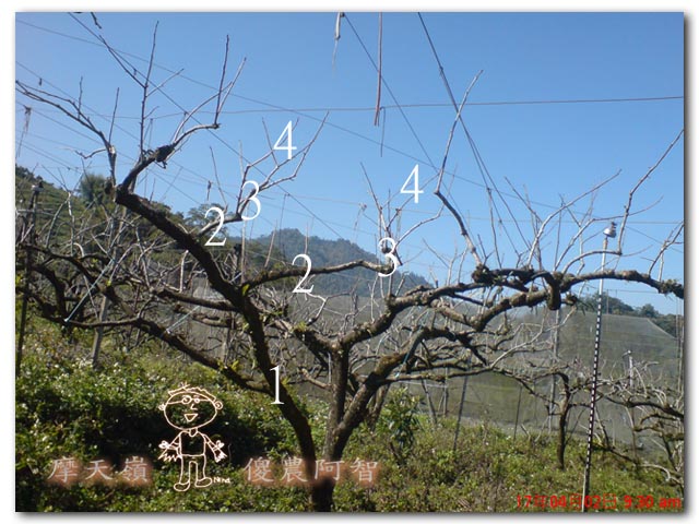 從科學的角度 解釋富有甜柿的生理落果現象與環刻的作用機制_img_8