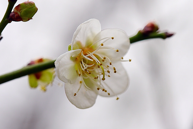 桐花季開跑!網友力薦全台賞桐景點大搜查_img_6