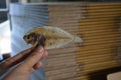 漸漸消失的日曝台灣味:扁魚_img_1
