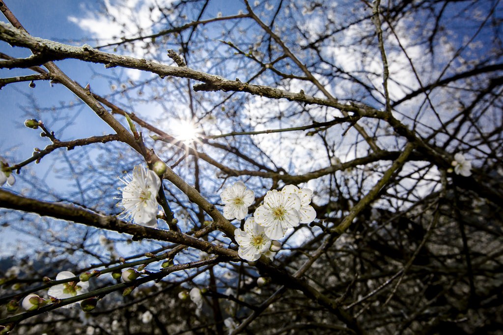新春就是要賞花！快來感受銀白世界的美好浪漫_img_2