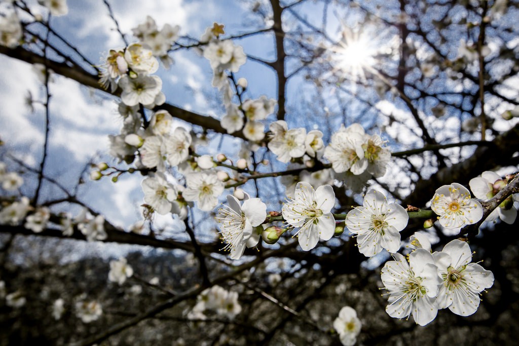 新春就是要賞花！快來感受銀白世界的美好浪漫_img_3