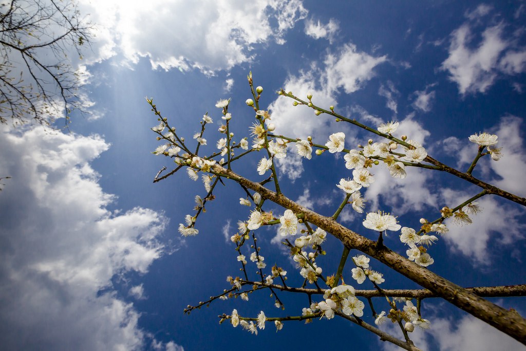新春就是要賞花！快來感受銀白世界的美好浪漫_img_4