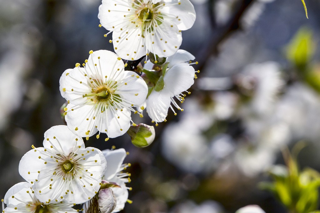新春就是要賞花！快來感受銀白世界的美好浪漫_img_5