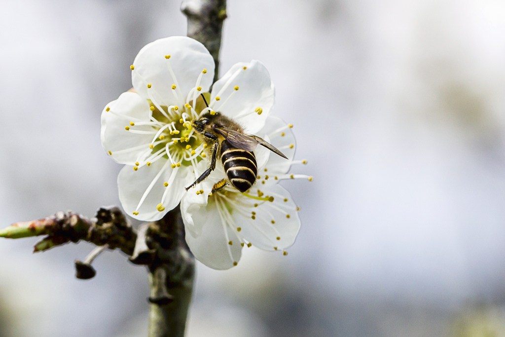 新春就是要賞花！快來感受銀白世界的美好浪漫_img_6