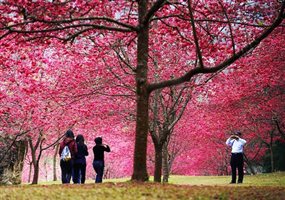 賞櫻時節將到！十大台日韓最夯賞櫻景點_img_3