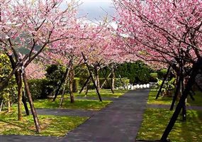 賞櫻時節將到！十大台日韓最夯賞櫻景點_img_4