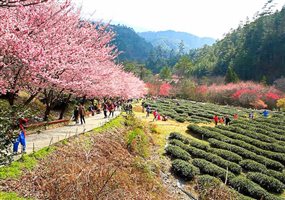 賞櫻時節將到！十大台日韓最夯賞櫻景點_img_5