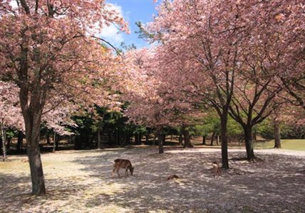 賞櫻時節將到！十大台日韓最夯賞櫻景點_img_9