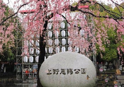 賞櫻時節將到！十大台日韓最夯賞櫻景點_img_10