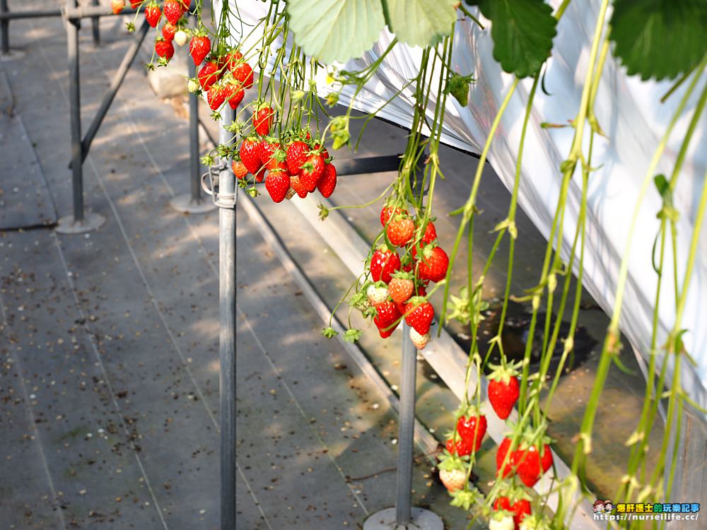 幸福滿滿的草莓吃到飽！來日本愛知採莓去_img_11