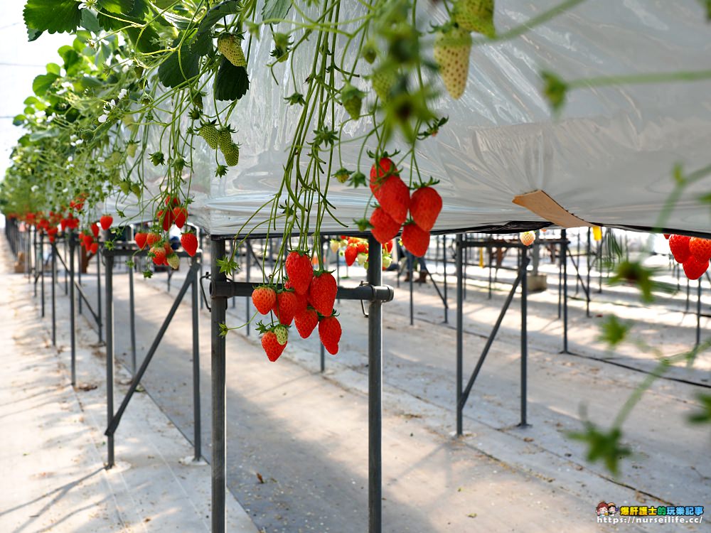 幸福滿滿的草莓吃到飽！來日本愛知採莓去_img_12