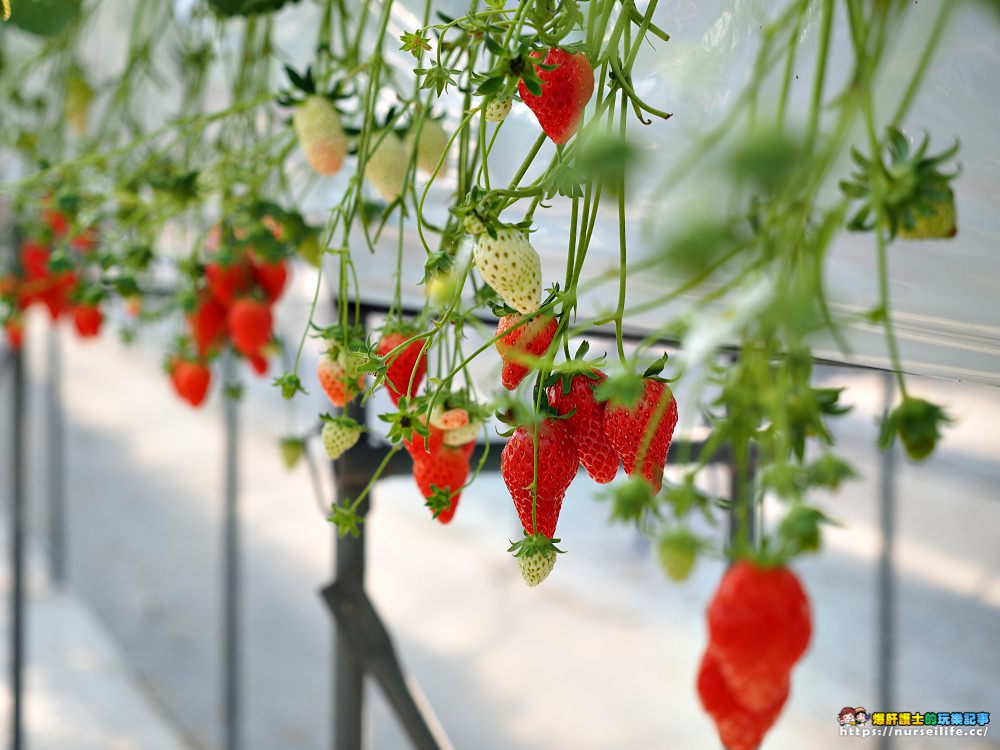 幸福滿滿的草莓吃到飽！來日本愛知採莓去_img_13