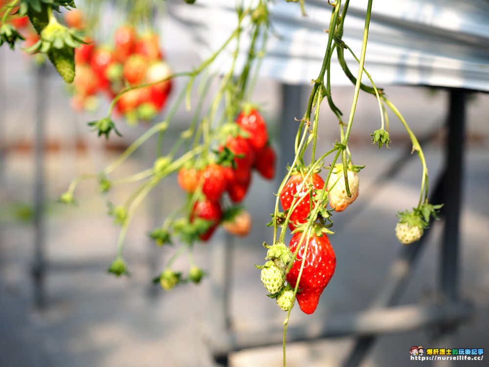 幸福滿滿的草莓吃到飽！來日本愛知採莓去_img_14