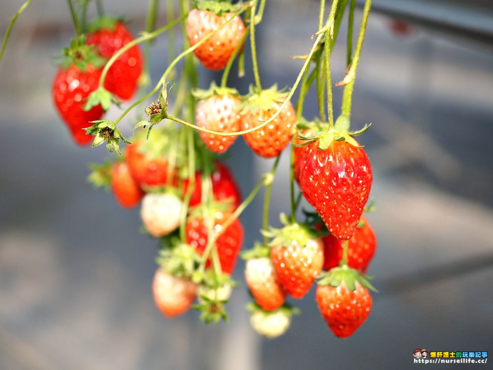 幸福滿滿的草莓吃到飽！來日本愛知採莓去_img_15
