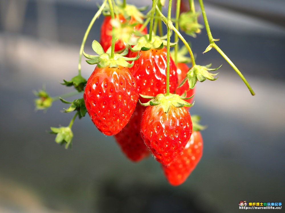 幸福滿滿的草莓吃到飽！來日本愛知採莓去_img_16
