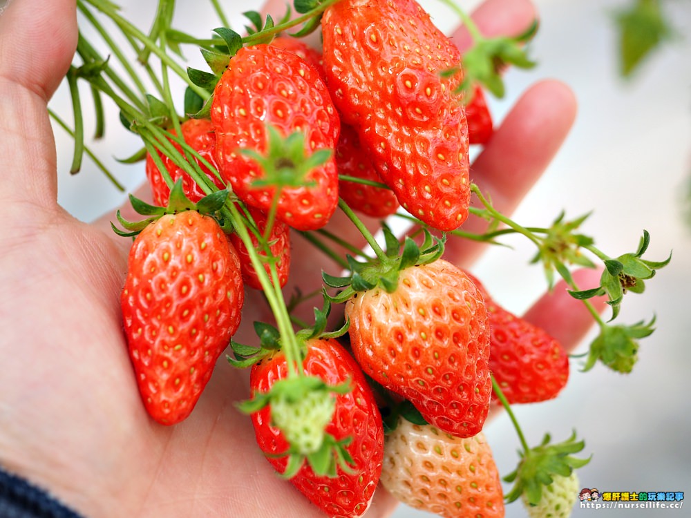 幸福滿滿的草莓吃到飽！來日本愛知採莓去_img_17