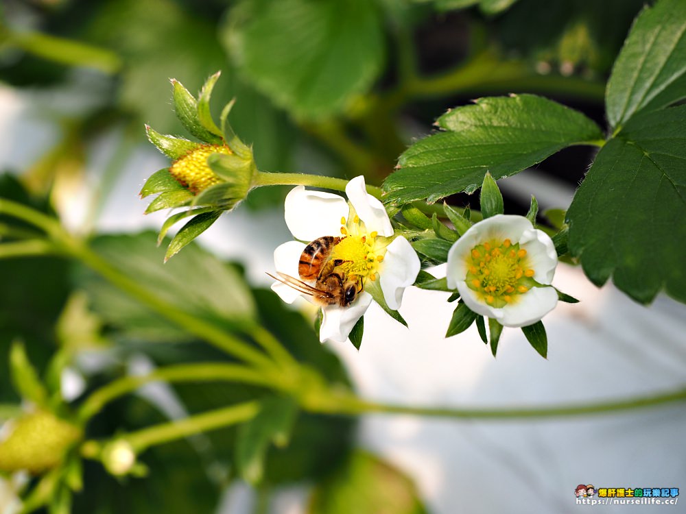 幸福滿滿的草莓吃到飽！來日本愛知採莓去_img_19