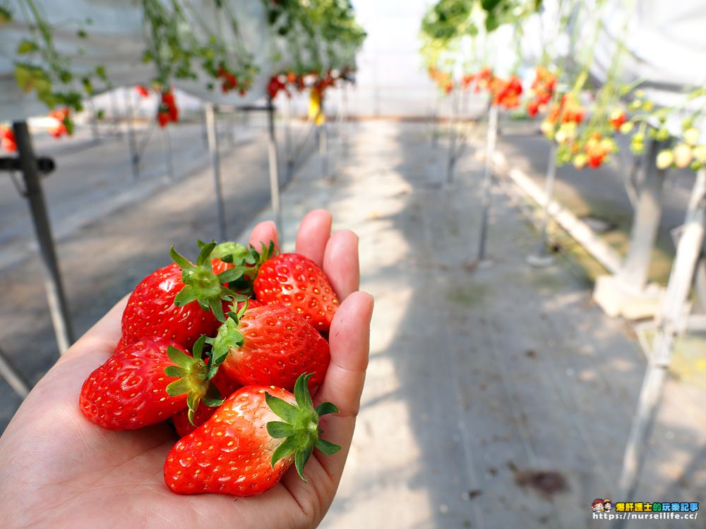 幸福滿滿的草莓吃到飽！來日本愛知採莓去_img_20
