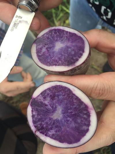 美味馬鈴薯_img_1