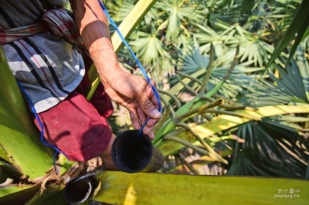 美好的蜜釀滋味 老爺爺守護的百年棕櫚園_img_10