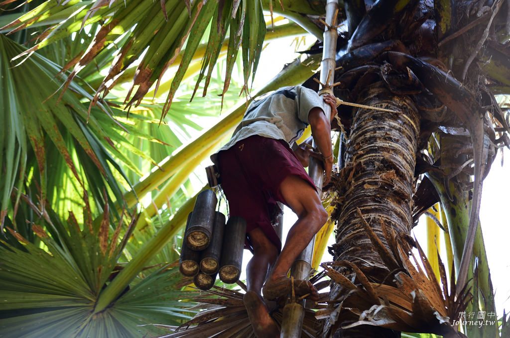 美好的蜜釀滋味 老爺爺守護的百年棕櫚園_img_14