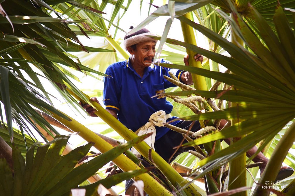 美好的蜜釀滋味 老爺爺守護的百年棕櫚園_img_20
