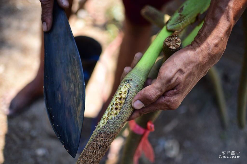 美好的蜜釀滋味 老爺爺守護的百年棕櫚園_img_17