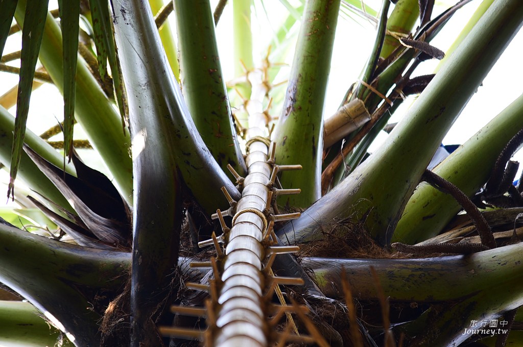 美好的蜜釀滋味 老爺爺守護的百年棕櫚園_img_8