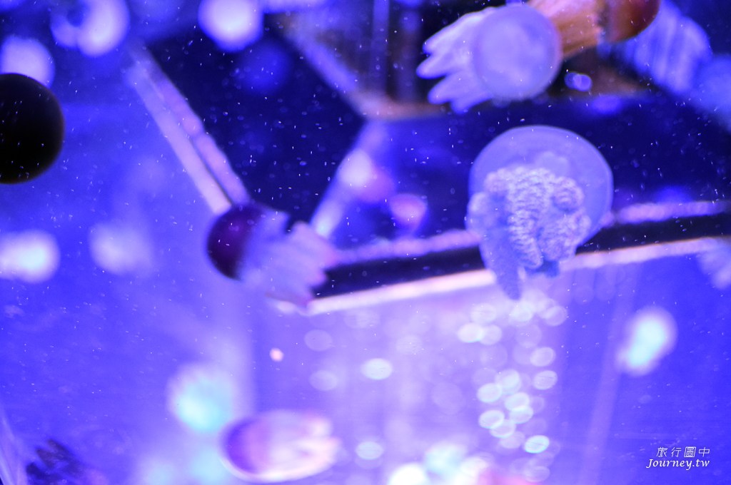 時之栖美術館 用4千隻金魚生命換來的藝術美_img_23