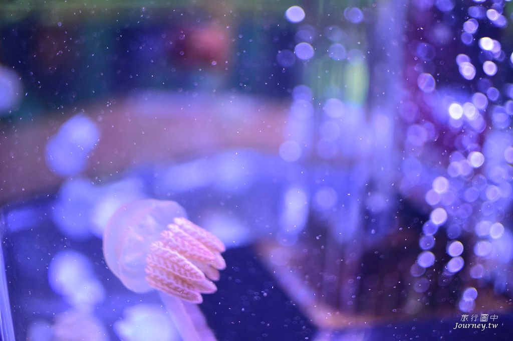 時之栖美術館 用4千隻金魚生命換來的藝術美_img_24