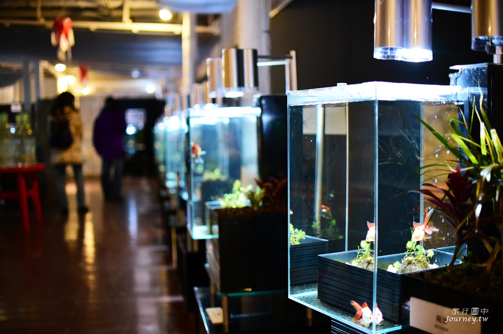 時之栖美術館 用4千隻金魚生命換來的藝術美_img_25