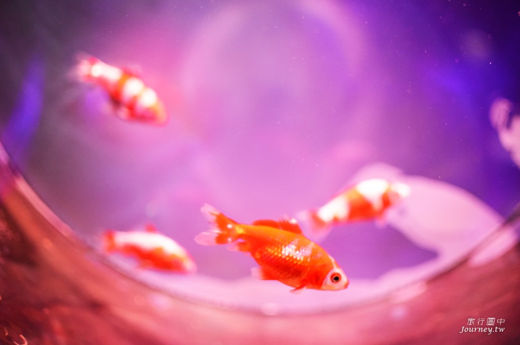 時之栖美術館 用4千隻金魚生命換來的藝術美_img_6