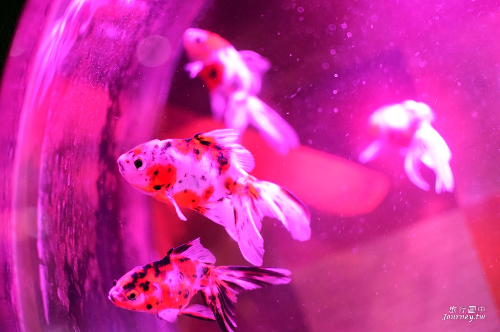 時之栖美術館 用4千隻金魚生命換來的藝術美_img_7