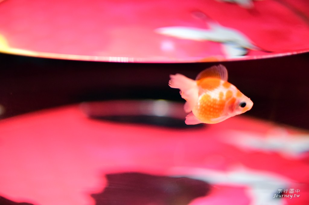 時之栖美術館 用4千隻金魚生命換來的藝術美_img_8
