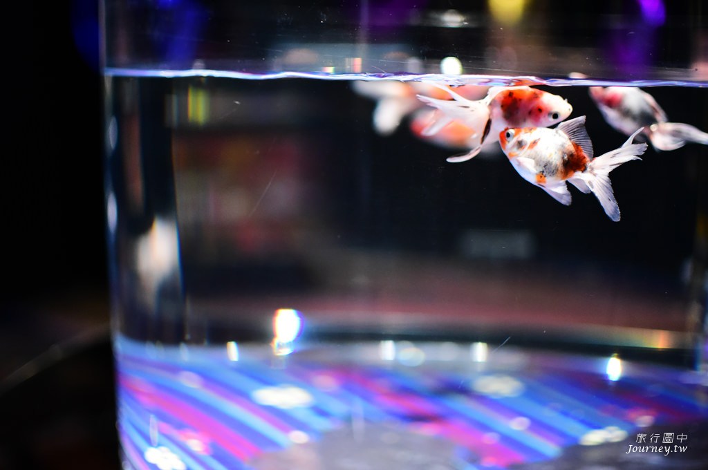 時之栖美術館 用4千隻金魚生命換來的藝術美_img_5