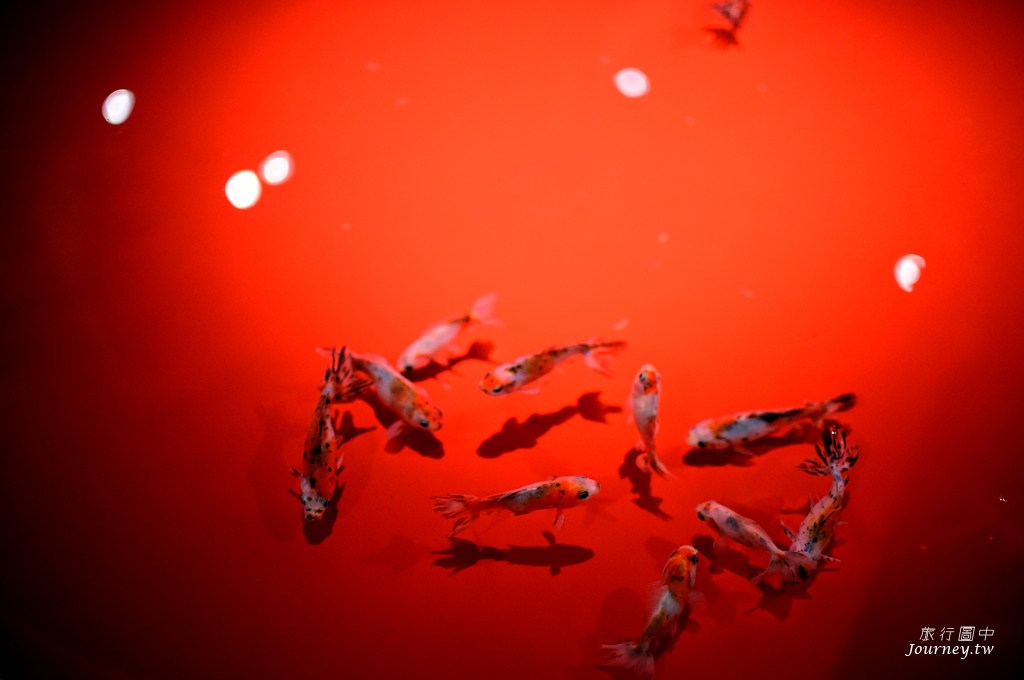 時之栖美術館 用4千隻金魚生命換來的藝術美_img_11