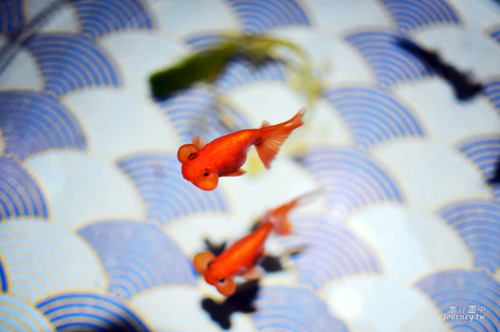 時之栖美術館 用4千隻金魚生命換來的藝術美_img_12