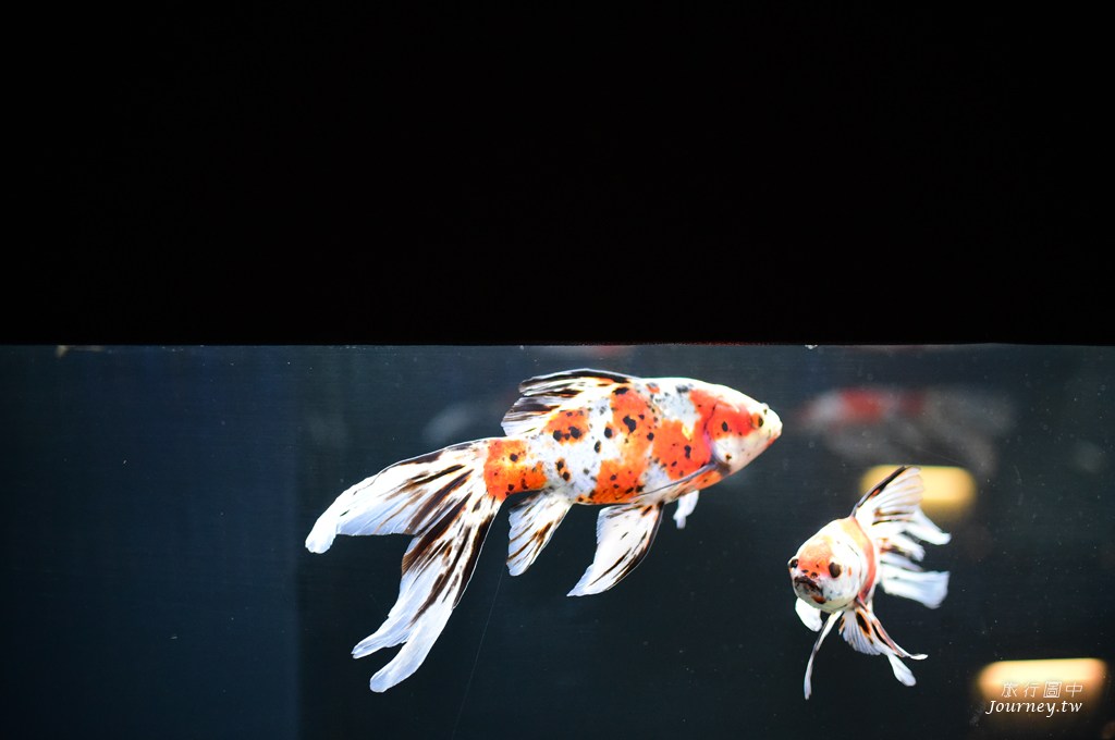 時之栖美術館 用4千隻金魚生命換來的藝術美_img_18