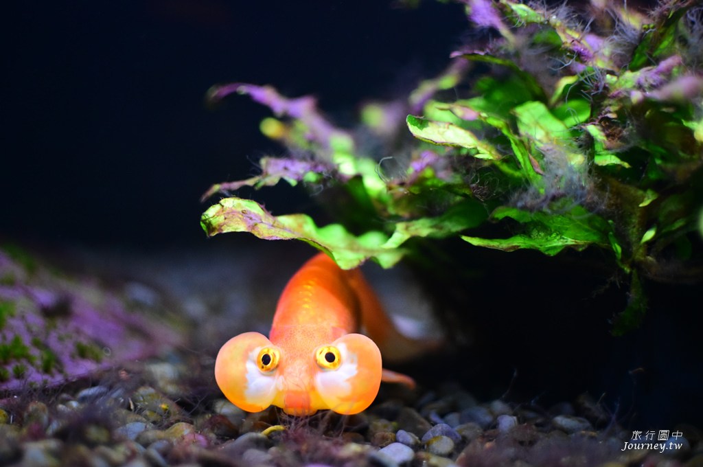 時之栖美術館 用4千隻金魚生命換來的藝術美_img_13