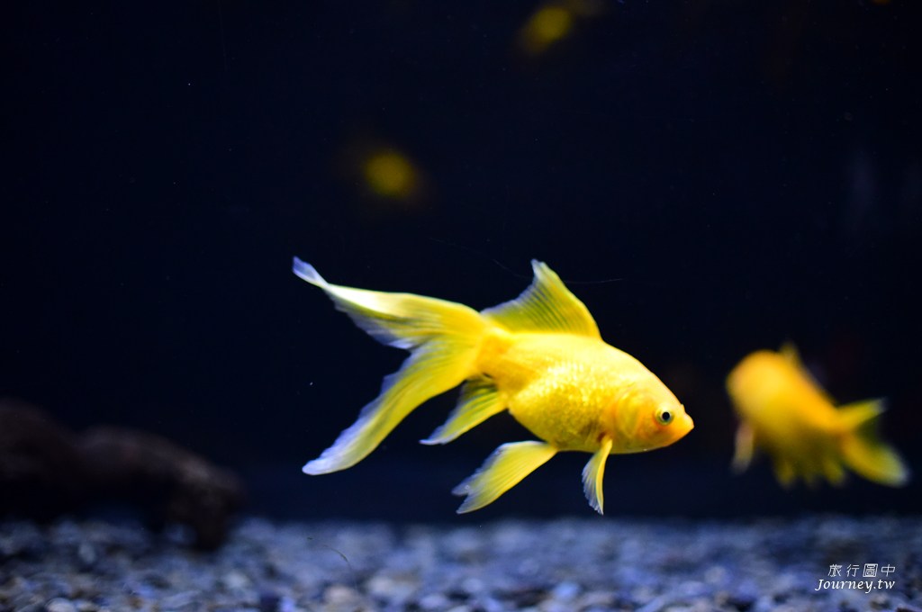 時之栖美術館 用4千隻金魚生命換來的藝術美_img_19