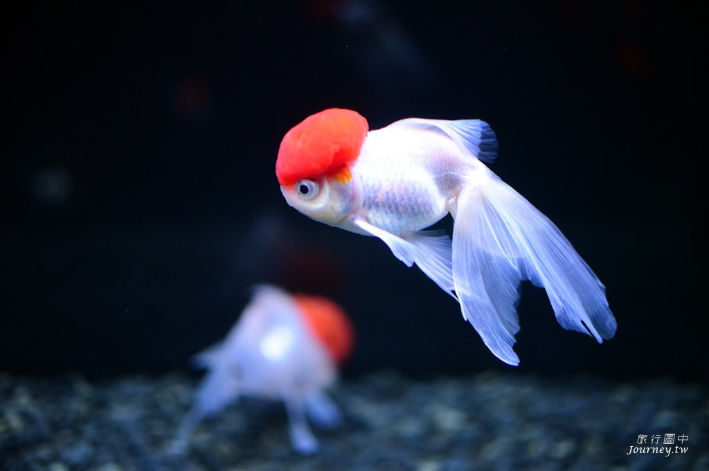 時之栖美術館 用4千隻金魚生命換來的藝術美_img_17