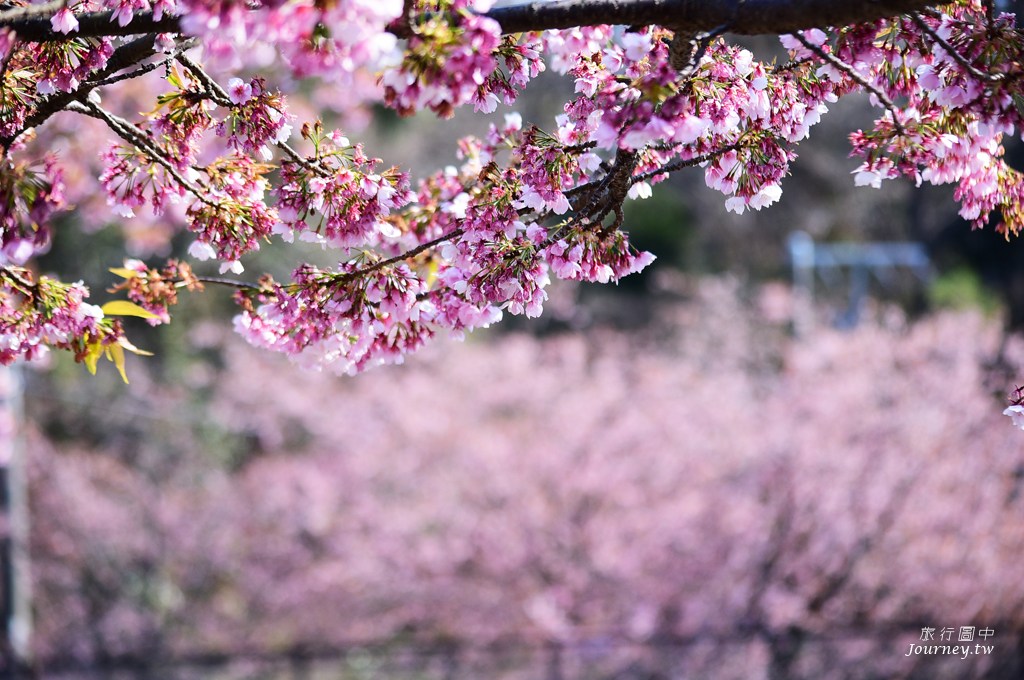伊豆高原駅 櫻花紛飛的櫻並木隧道_img_10
