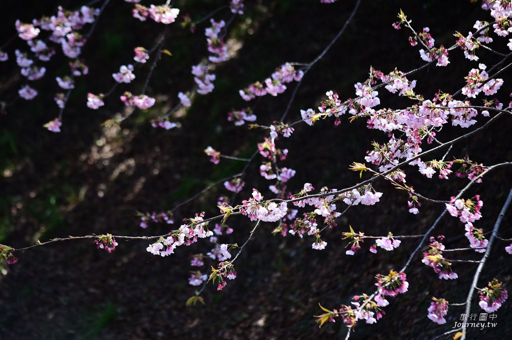 伊豆高原駅 櫻花紛飛的櫻並木隧道_img_24