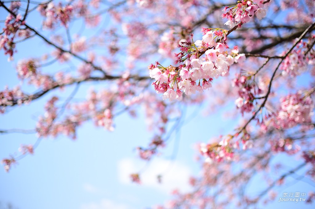 伊豆高原駅 櫻花紛飛的櫻並木隧道_img_26