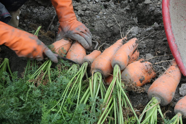 對抗自由基,營養師盤點 6 種蔬果讓你愈吃愈年輕_img_1