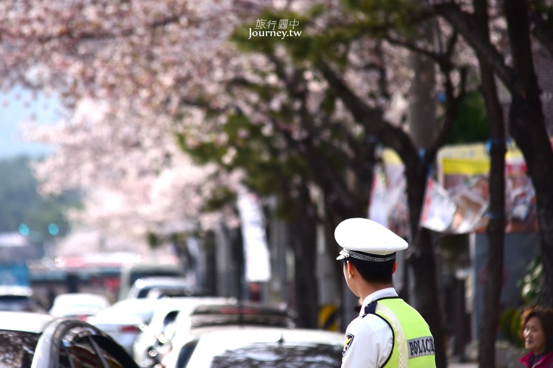 鎮海軍港櫻花祭 韓國最浪漫的樱花海_img_3