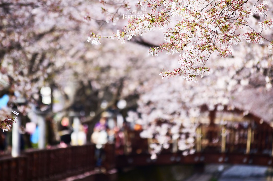 鎮海軍港櫻花祭 韓國最浪漫的樱花海_img_7