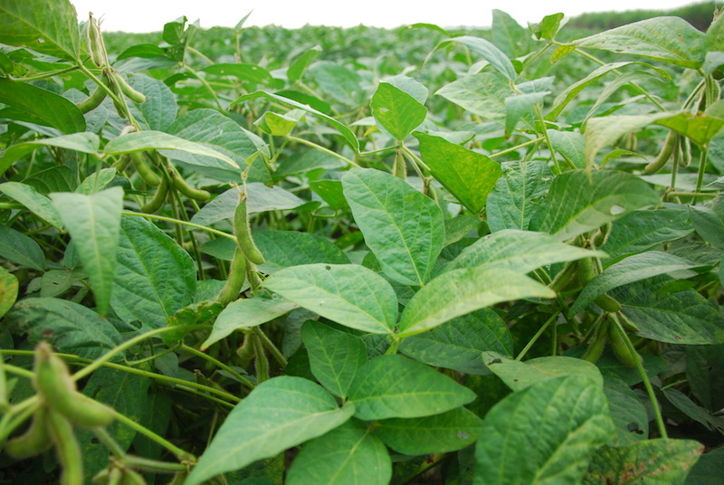 自製豆漿老少咸宜　蛋白質超豐富_img_1