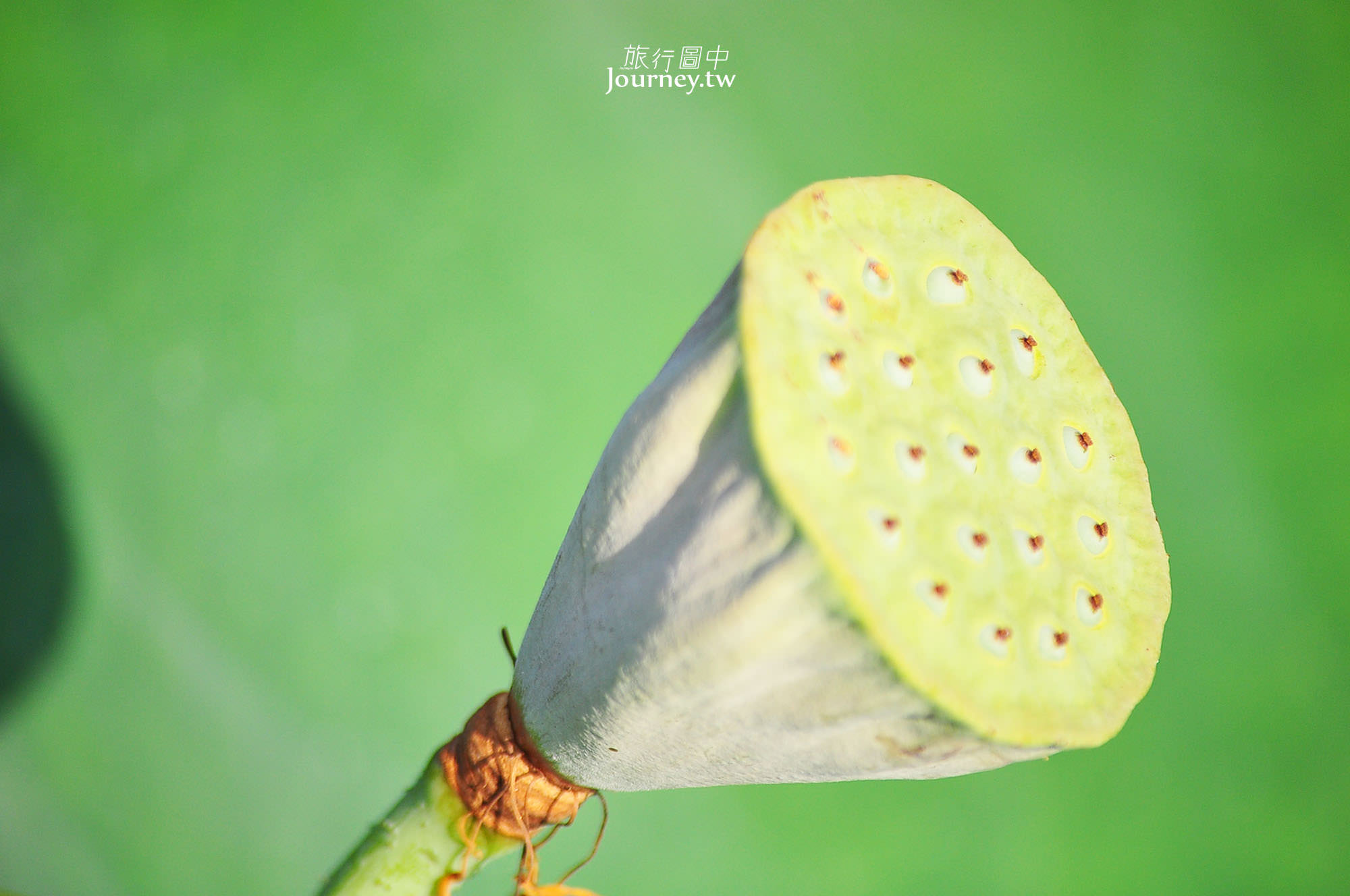 台南白河蓮花季．荷花田又滿開蓮花了_img_11