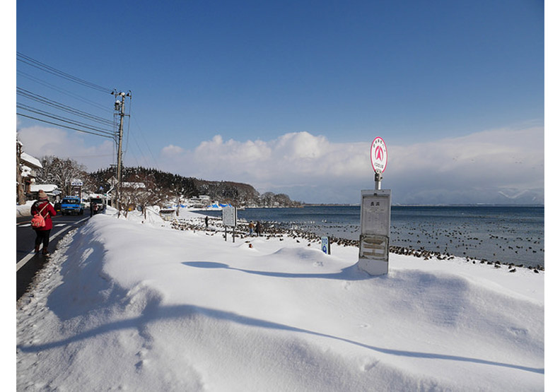 認識日幣一千元上的人:野口英世、長濱猪苗代湖餵天鵝、水鴨_img_2
